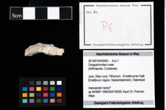 Foto (Objekt + Etikett) von Cengodromites ovale  (NHMW-GEO-2014-0194-0006)